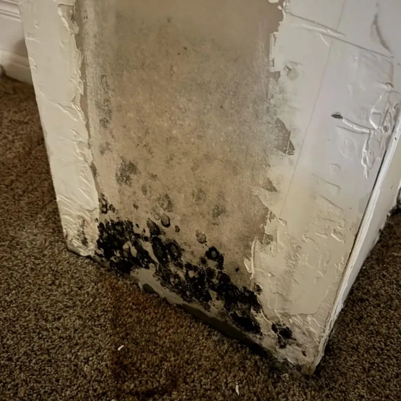 Professional Mold Removal in Arcadia, LA
